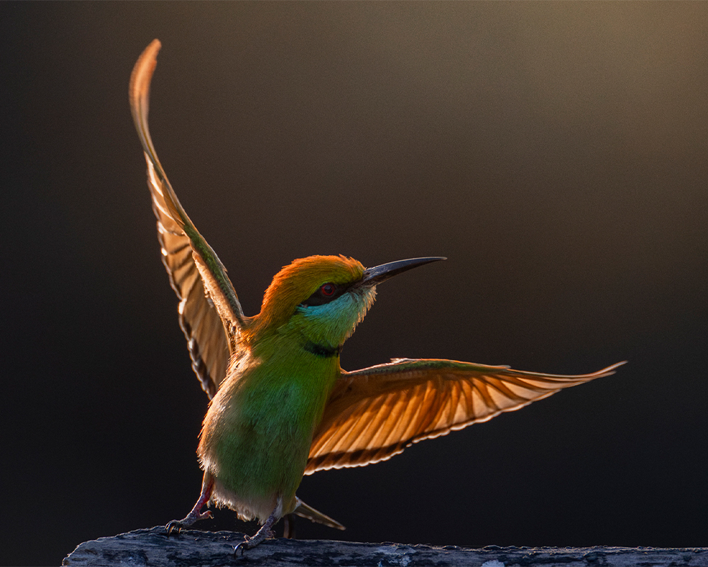 Annons:3 blackbox.jpg